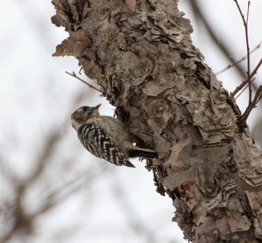 Ağaç gövdesindeki ağaçkakan kışın kabuğun altından böcek yakalıyor..