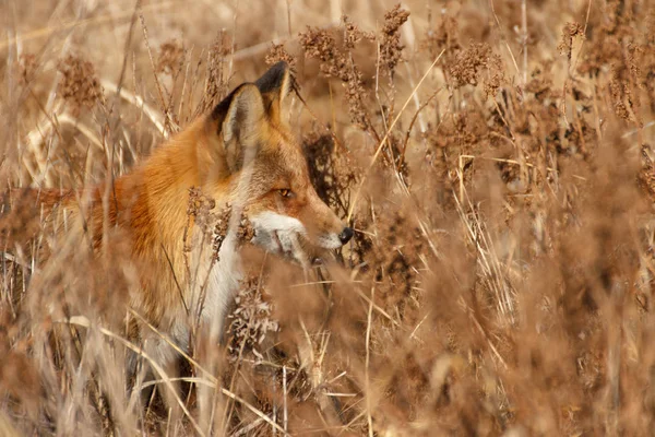 Fox Hunts Tall Dry Autumn Grass Close Seup Profile View — стоковое фото