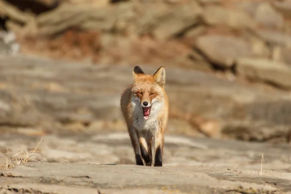 Der Fuchs Floh Bei Einem Angriff Direkt Auf Dich — Stockfoto