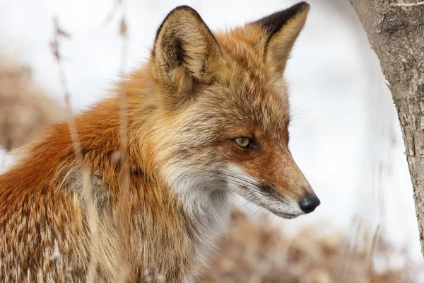 Portrait Fox Winter Forest Close Profile — Stock Photo, Image