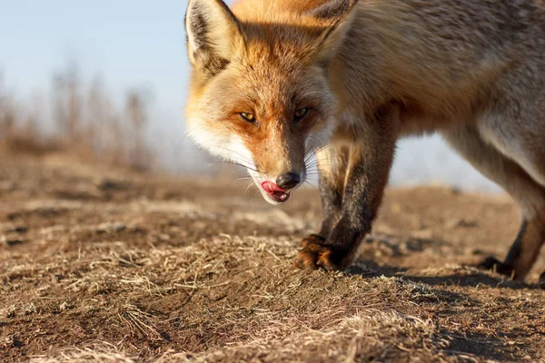 Fox Fled Attack Right You — Stock Photo, Image