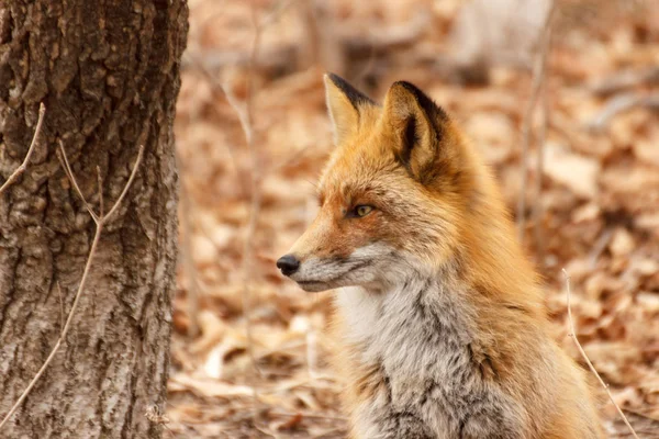 Porträt Eines Fuchses Winterwald Nahaufnahme Profil — Stockfoto