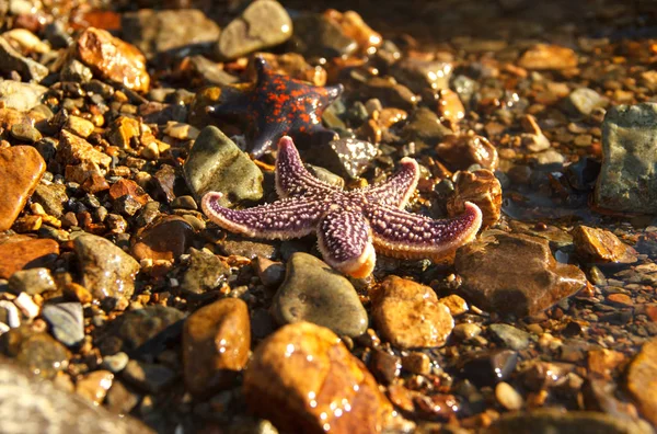 Starfish lie on wet stones on the seashore.