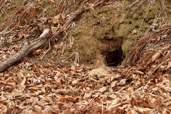 秋天森林里落叶青苔丛中的狐狸洞 — 图库照片