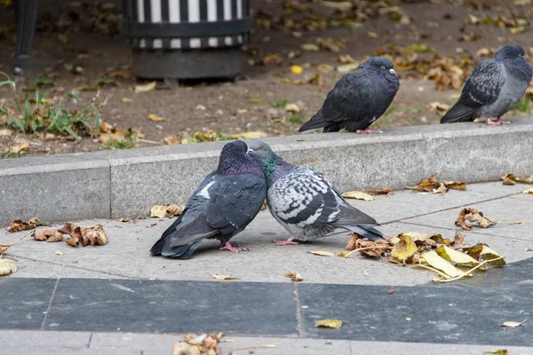 Dos Palomas Abrazan Acera Entre Las Hojas Caídas Otoño — Foto de Stock