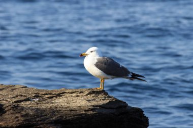 Güneşli bir yaz gününde, deniz kenarında bir taşın üzerinde oturan yalnız bir martı..