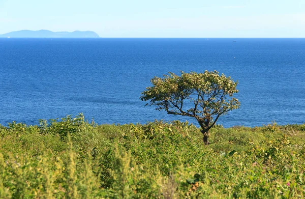 Arbre Solitaire Poussant Sur Bord Une Falaise Sur Côte Mer — Photo