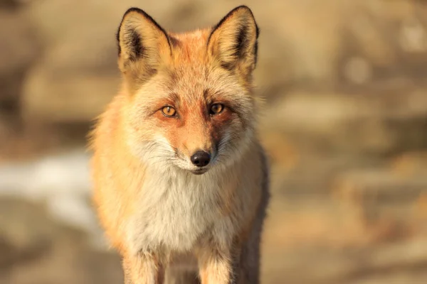 Vladivostok 'taki Rus adasında, arka planı bulanık bir tilki portresi..