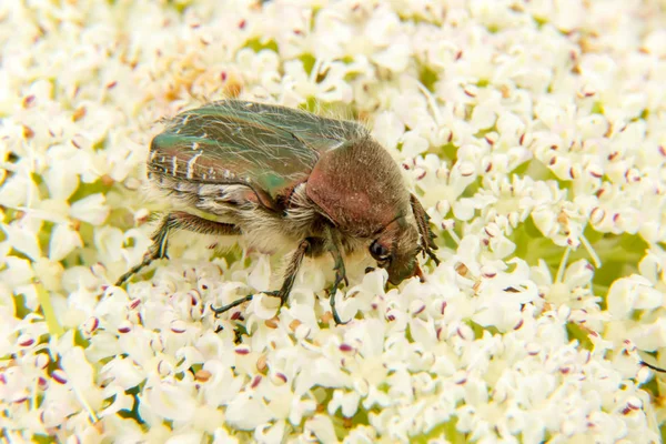 ゴールデンブロンズビートル Cetonia Aurata 大きな白い雑草の花にクローズアップ Heracleum — ストック写真