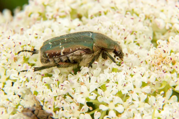 ゴールデンブロンズビートル Cetonia Aurata 大きな白い雑草の花にクローズアップ Heracleum — ストック写真