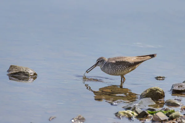 Escargot Sibérien Tringa Brevipes Assis Sur Une Pierre Sur Côte — Photo