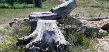 Parkta büyük kuru kesim ağaçları var..