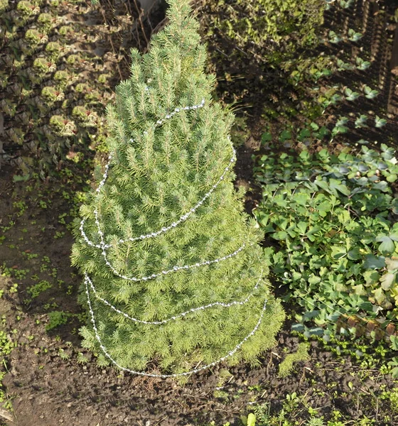 Les Vacances Nouvel Sur Photo Est Sapin Canadien Conika Fraîchement — Photo