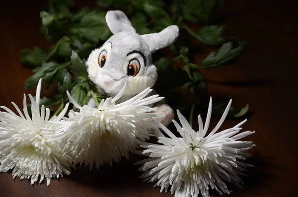 Sobre Fondo Marrón Son Hermosas Flores Crisantemo Blanco Otoño Conejo — Foto de Stock