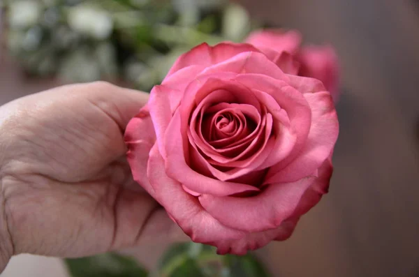 발렌타인데이 로맨스 아름다운 분홍색 — 스톡 사진