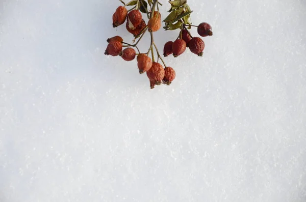 Winter December White Snow Sprigs Vitamin Dried Orange Rose Hips — Stock Photo, Image