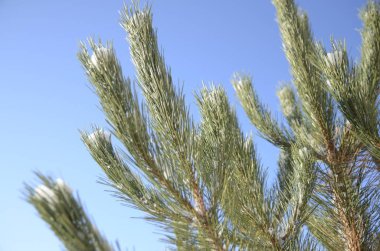 Kış günü. Aralık. Mavi gökyüzüne karşı, karla kaplı taze yeşil çam dalları.
