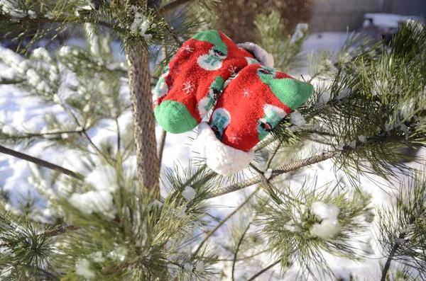Зима Праздник Декабрь Пушистой Зеленой Заснеженной Сосне Теплые Красные Носки — стоковое фото