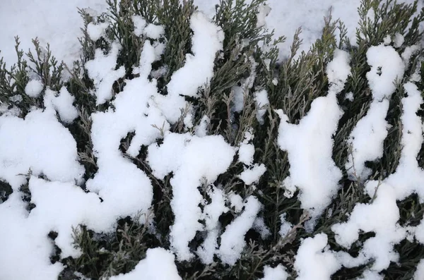 Zima Grudzień Pierwszy Śnieg Padał Zielone Jałówki Pokryte Puszystym Białym — Zdjęcie stockowe