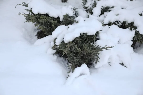 Winter, December, the first snow fell. Green junipers are covered with fluffy white snow.