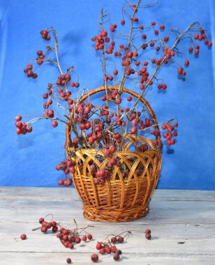 İlaç fabrikası. Mavi arka planda, dalları ve Hawthorn meyveleriyle dolu bir sepet. Kalbi güçlendirmek için şifalı bitki..