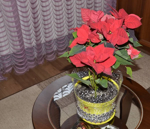 Inverno Férias Casa Flor Poisei Estrela Natal Floresceu Com Lindas — Fotografia de Stock