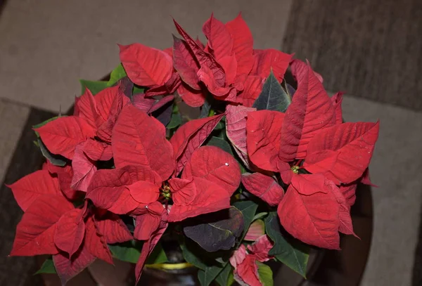 Tél Ünnepek Házban Egy Mérgező Virág Karácsonyi Csillag Gyönyörű Vörös — Stock Fotó