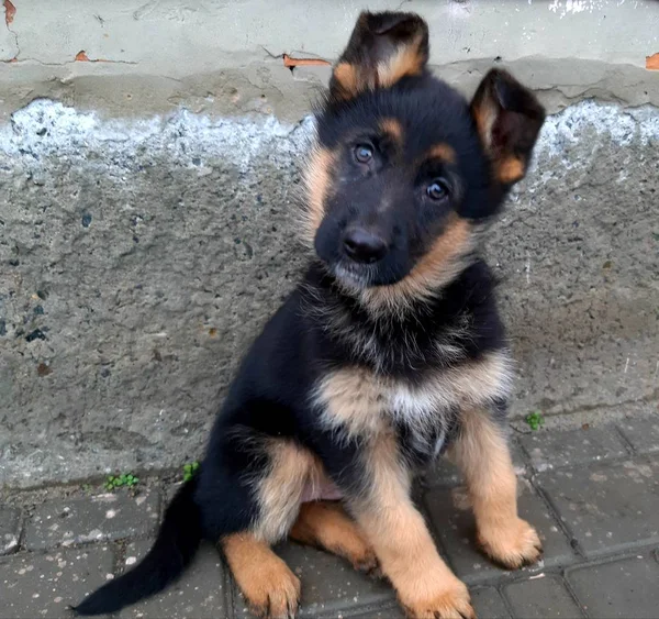 Cachorro Favorito Pastor Alemán Color Negro Tiene Meses —  Fotos de Stock