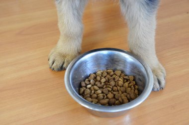 Yerde bir kase kuru yiyecek ve yavru köpek patileri var..