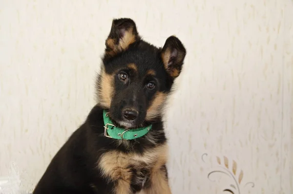 Aylık Bir Alman Çoban Köpeğinin Portresi Yeşil Yakalı Sevdiği Kırmızı — Stok fotoğraf