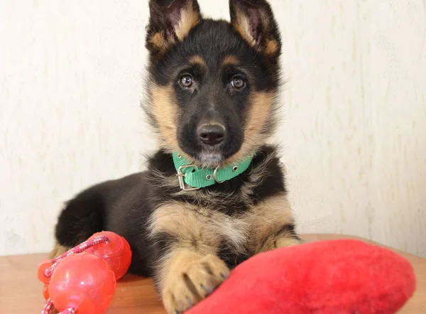 Porträt Eines Zwei Monate Alten Welpen Eines Schäferhundes Schwarzer Farbe — Stockfoto