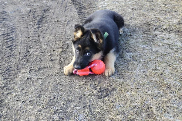 A black shepherd German shepherd puppy in a green collar plays outdoors and plays with her favorite red balls.