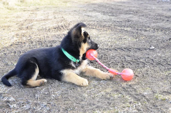 一只披着绿领子的德国牧羊犬在户外玩耍 玩她最喜欢的红球 — 图库照片