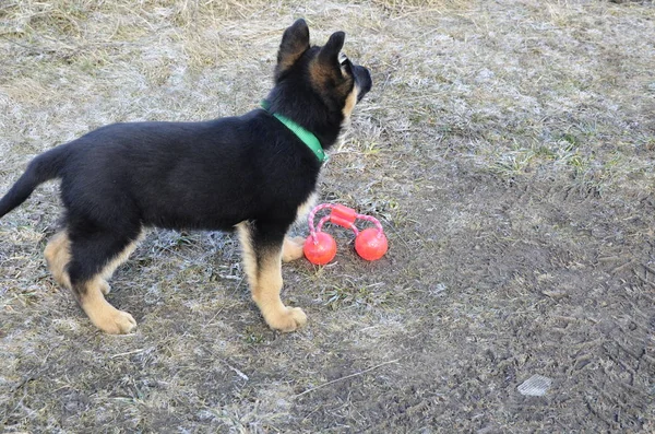 Black Shepherd German Shepherd Puppy Green Collar Plays Outdoors Plays — Stockfoto