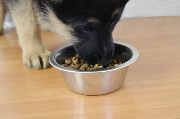 A black-eyed German shepherd puppy eats dry food from a bowl.