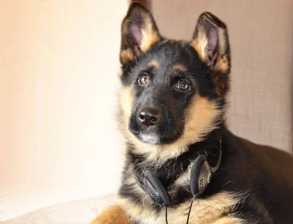 Favorite Dog Beautiful Puppy German Shepherd Black Color Lies Chair — Stockfoto