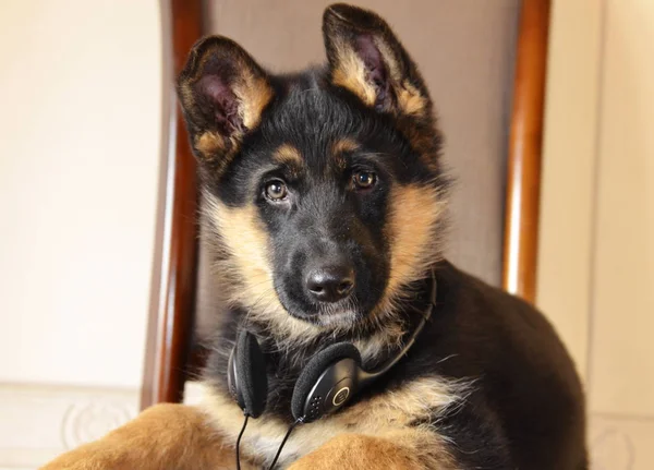 最喜欢的狗 德国一只黑色牧羊犬的美丽的小狗躺在耳机里的椅子上听音乐 — 图库照片