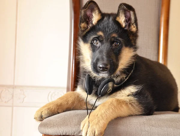 最喜欢的狗 德国一只黑色牧羊犬的美丽的小狗躺在耳机里的椅子上听音乐 — 图库照片