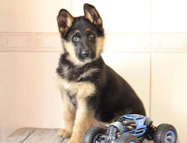 Lieblingshund Ein Schöner Schwarzer Schäferhund Deutscher Schäferhund Welpe Sitzt Mit — Stockfoto