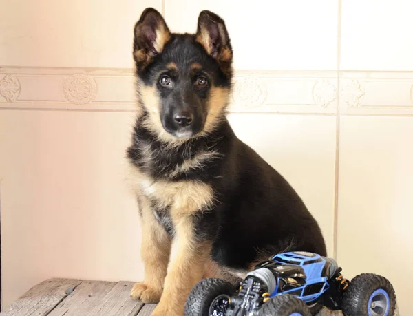 Favorite Dog Beautiful Black Shepherd German Shepherd Puppy Sitting Floor — Stockfoto