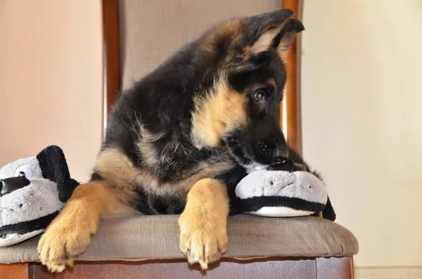 Perro Favorito Hermoso Cachorro Pastor Alemán Encuentra Una Silla Con —  Fotos de Stock