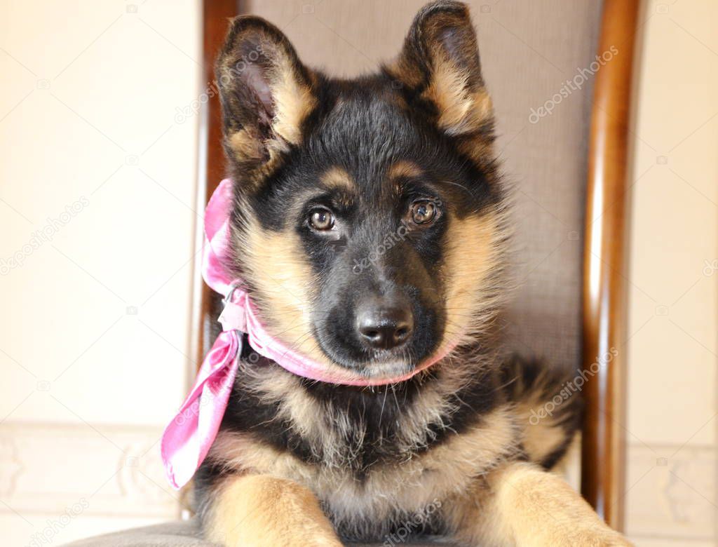 Favorite dog. A beautiful puppy of a black shepherd German shepherd lies on a chair in a pink scarf on his neck.