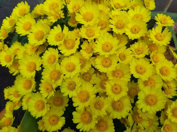 Sommarpark Flora Vackra Gula Färska Doftande Blommor — Stockfoto