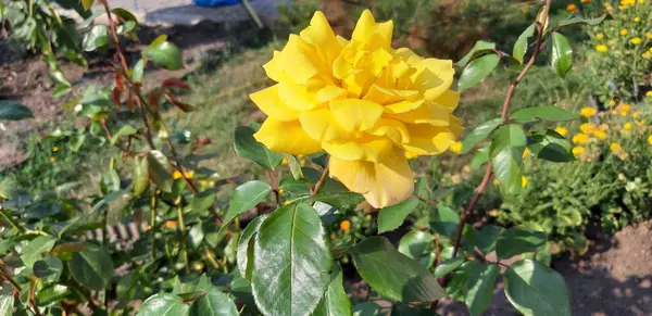 Very Beautiful Garden Blooming Fragrant Yellow Rose — 스톡 사진