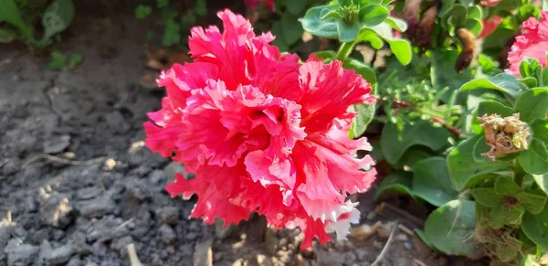 Parque Verano Hermosas Flores Fragante Pitunia Brillante —  Fotos de Stock