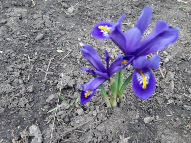 Bahar bahçesi. Çiçek tarhında güzel kokulu irisler açar..