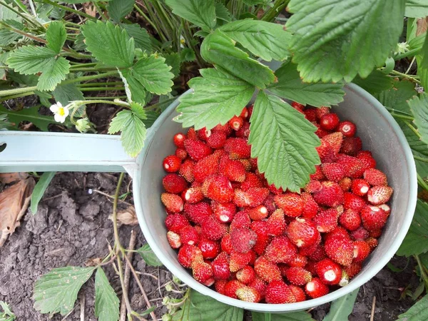 Trädgård Favoritbär Bilden Söt Aromatisk Nyplockad Röd Vitamin Jordgubbe — Stockfoto