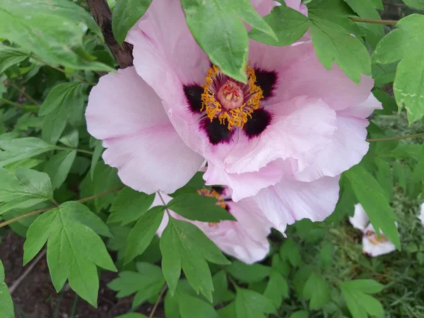 Kertben Képen Egy Virágzó Gyönyörű Rózsaszín Bazsarózsa Virág Sárga Tűlevelekkel — Stock Fotó