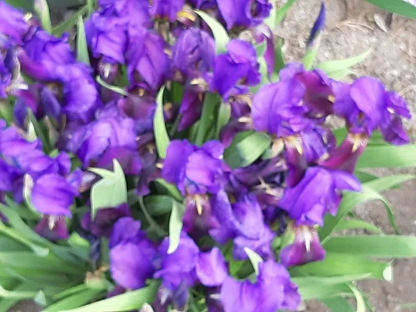 Jardín Primavera Hermosos Iris Aromáticos Florecen Macizo Flores — Foto de Stock