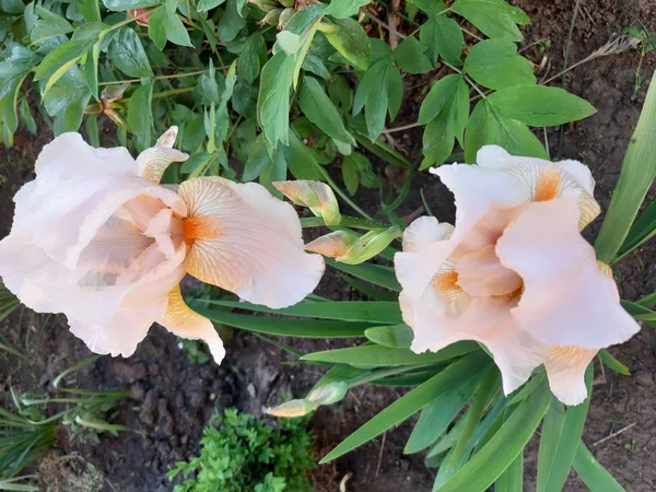 Весенний Сад Клумбе Цветут Прекрасные Ароматные Ирисы — стоковое фото